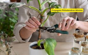 How to Propagate Philodendron Minima