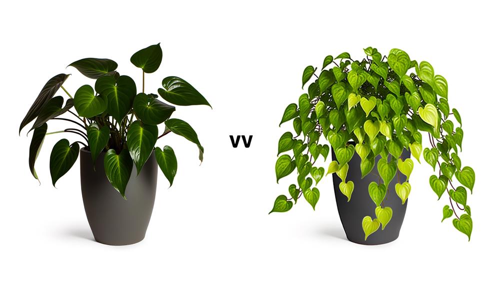 comparing heartleaf and pothos