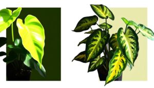 comparing lemon lime philodendron