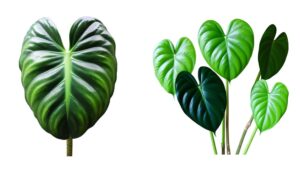 comparing philodendron camposportoanum and micans