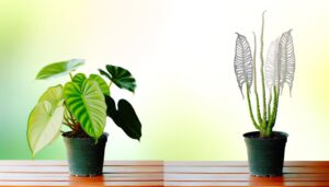 comparing philodendron elegans varieties