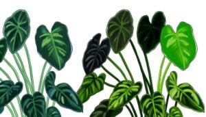 comparing philodendron micans and scandens