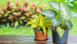 comparing philodendron silver stripe