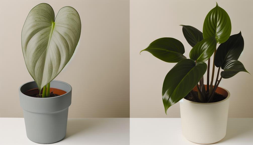 comparing philodendron species