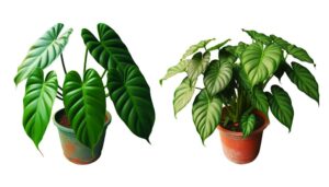 comparing philodendron varieties features