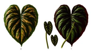 comparing philodendron varieties visually