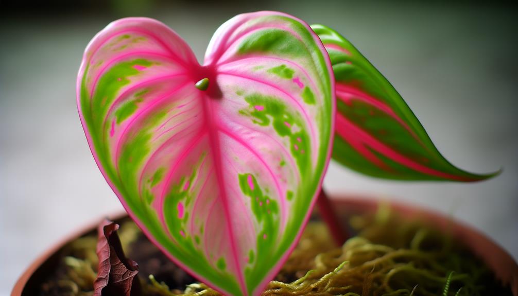 exploring pink philodendron plant