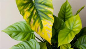 heartleaf philodendron leaf discoloration