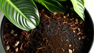 ideal soil for philodendron