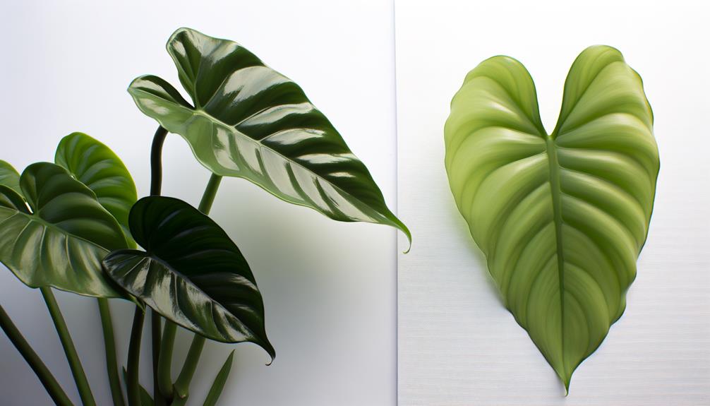 philodendron comparison lickety split vs hope