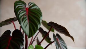 philodendron congo rouge details