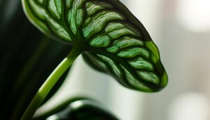 philodendron micans small leaves