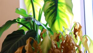 philodendron moonlight mushy leaves