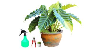 philodendron tiger tooth tips