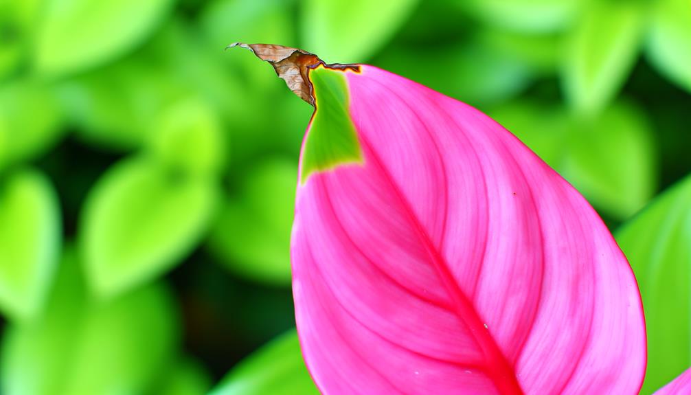 pink philodendron leaf browning