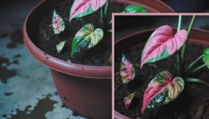 pink philodendron reverting leaves