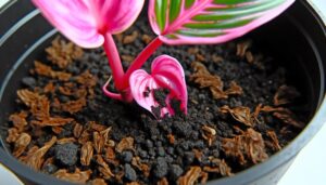 pink princess philodendron care