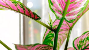 pink princess philodendron growth