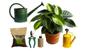 plant care instructions overview