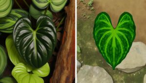 plant identification philodendron comparison