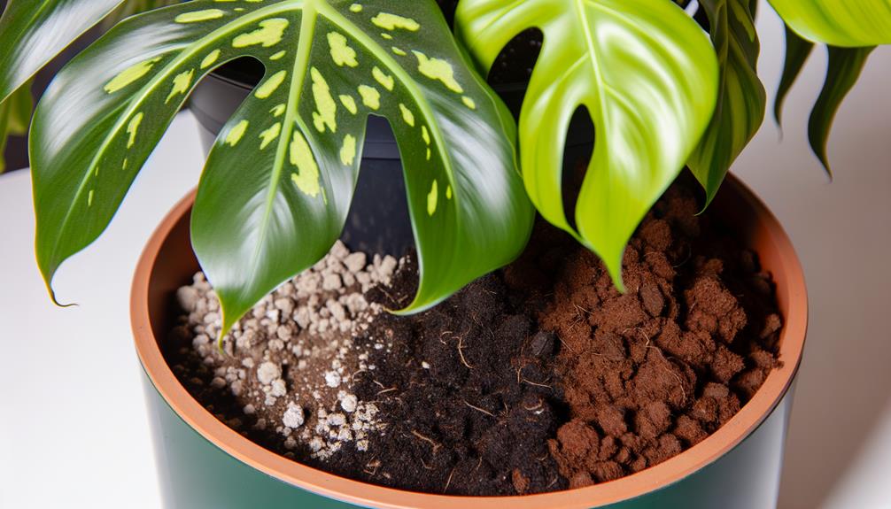 plant soil preferences guide