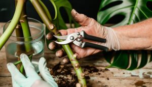 propagate monstera with cuttings