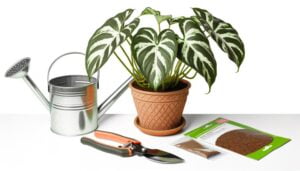 proper care for philodendron