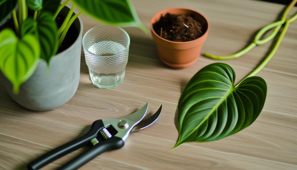 trimming the plant leaves