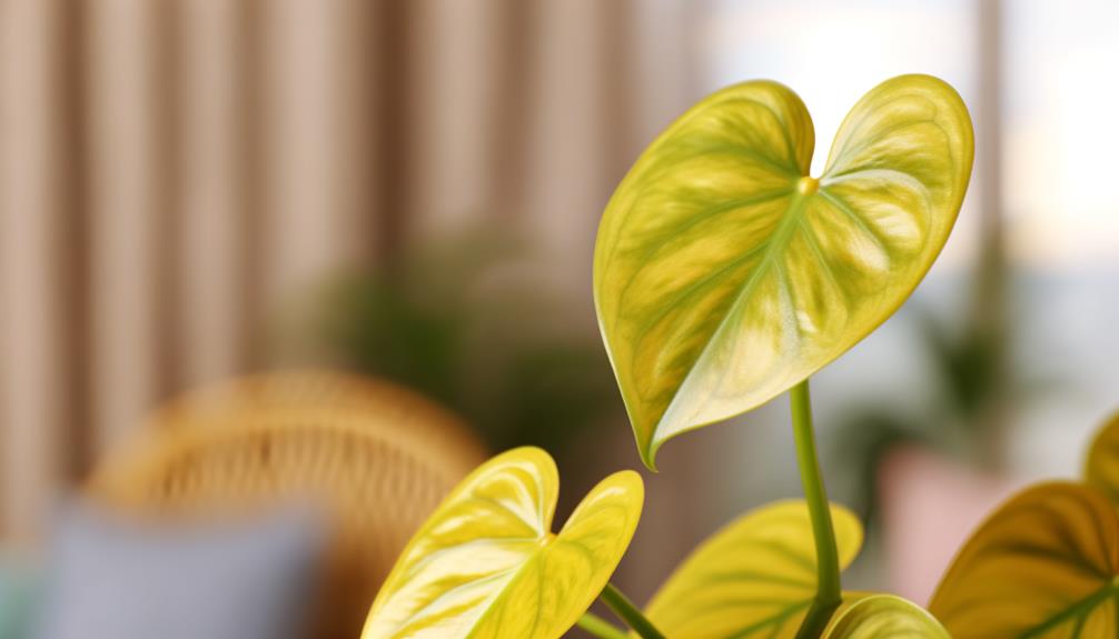 tropical plant with gold hued leaves