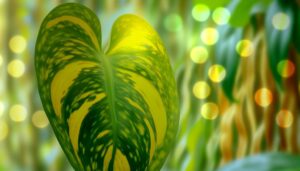 tropical vine with heart shaped leaves