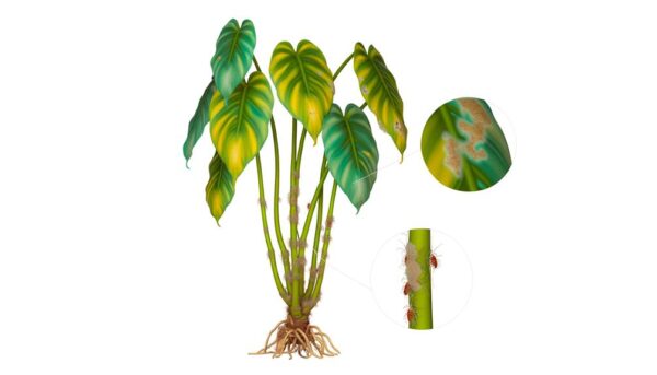 troubleshooting philodendron mcdowell issues