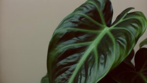 unique dark form philodendron