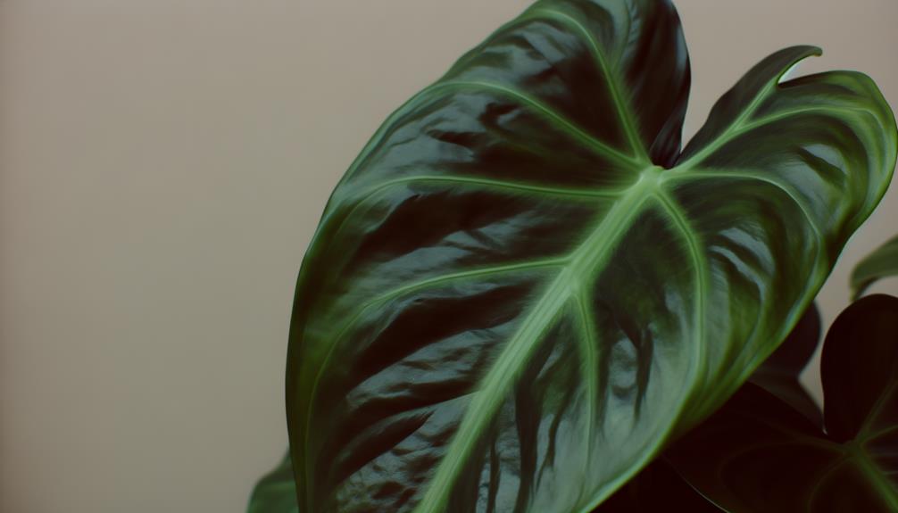 unique dark form philodendron