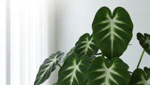 unique philodendron plant variety