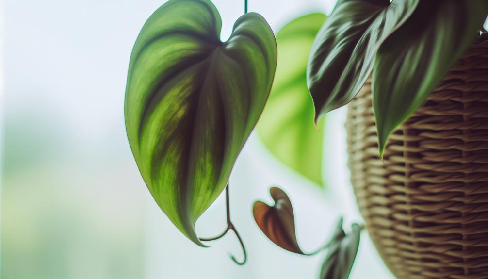 velvet leaf plant variety