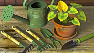 yellow philodendron plant information
