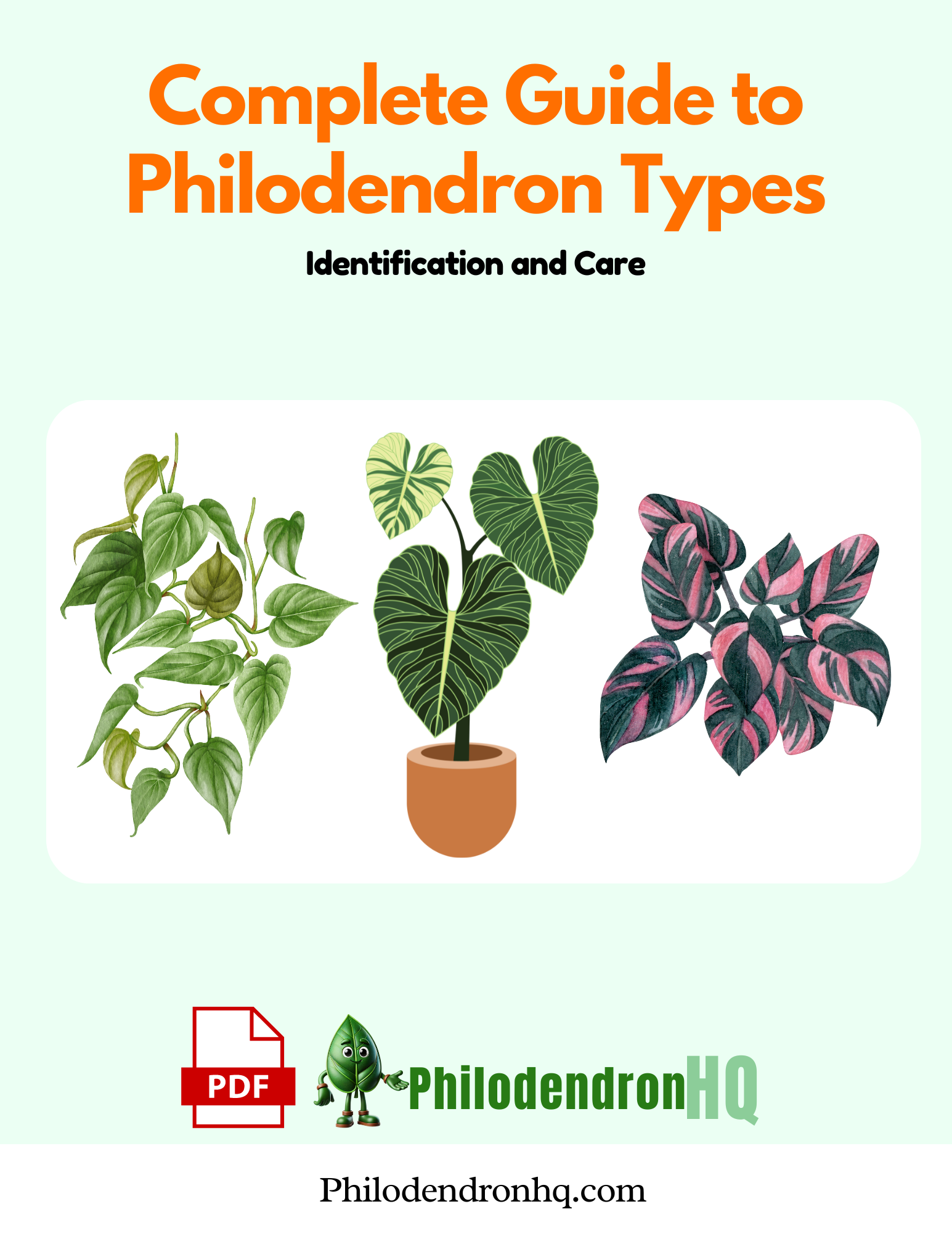 Complete Guide to Philodendron Types Identification and Care