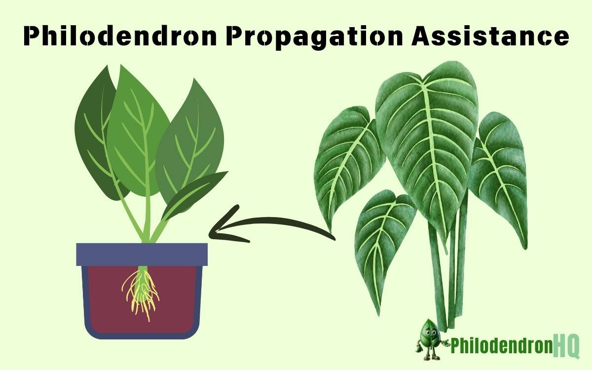 Philodendron Propagation Assistance