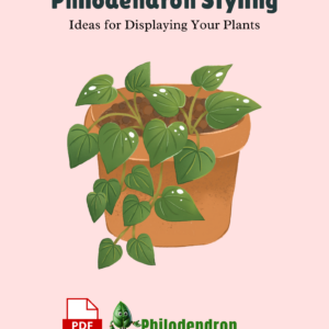 Philodendron Styling Ideas for Displaying Your Plants