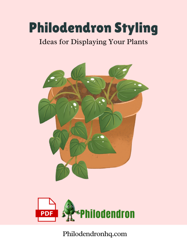 Philodendron Styling Ideas for Displaying Your Plants