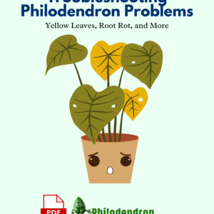 Troubleshooting Philodendron Problems Yellow Leaves, Root Rot, and More