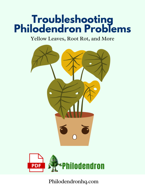 Troubleshooting Philodendron Problems Yellow Leaves, Root Rot, and More